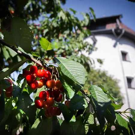 Wiatrak - Premium * Рын